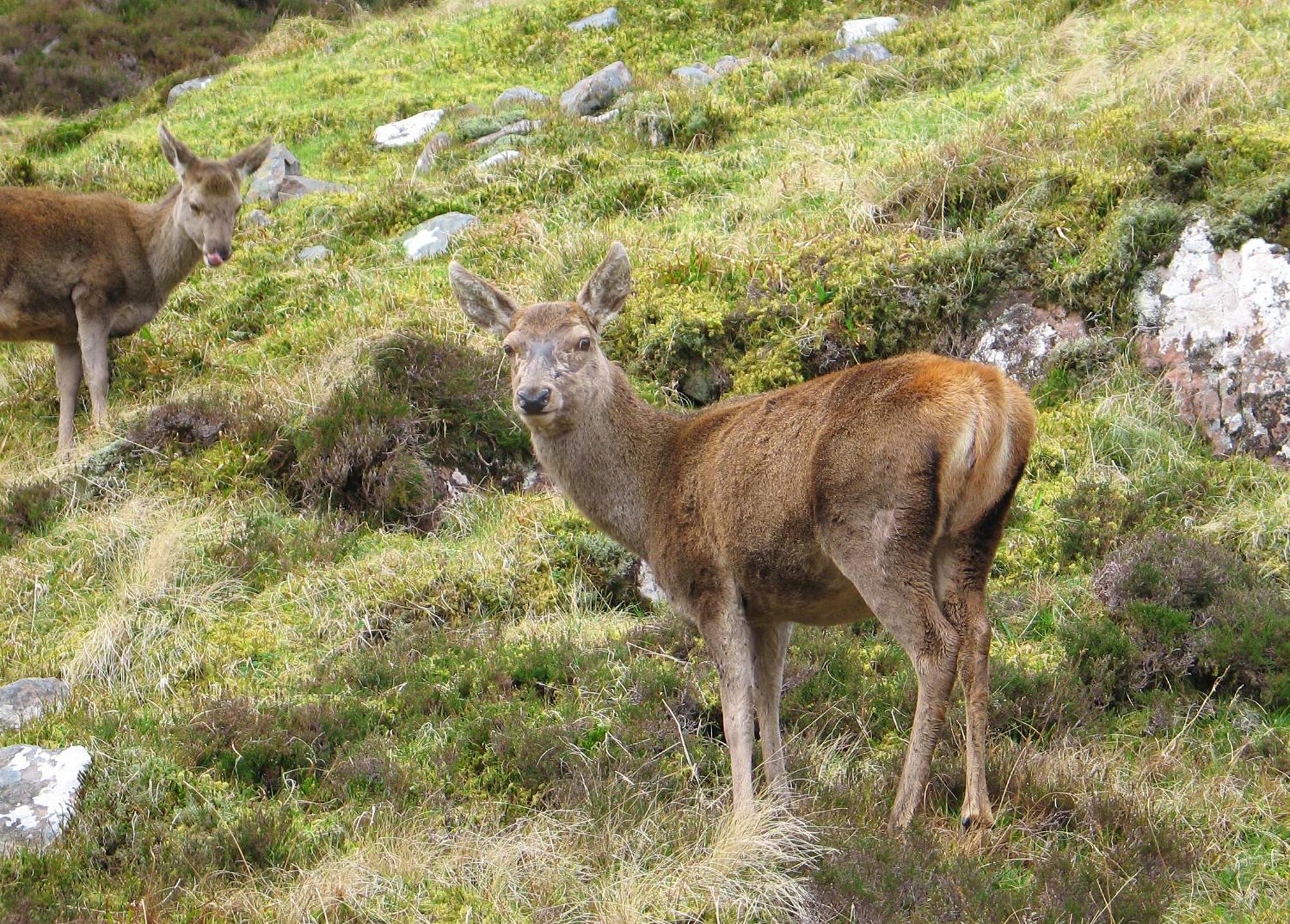 Torridon Guest House Inverness Esterno foto